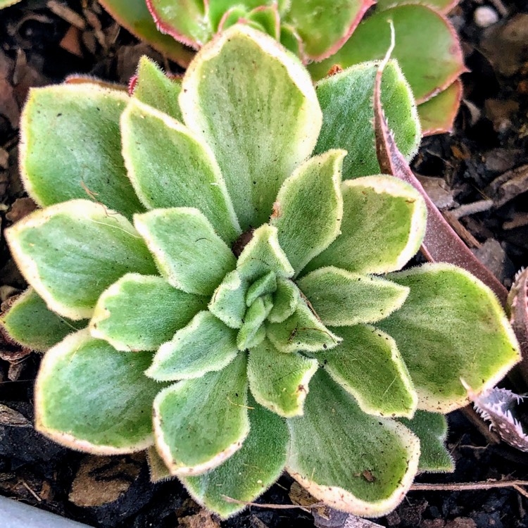 Plant image Aeonium Ballerina