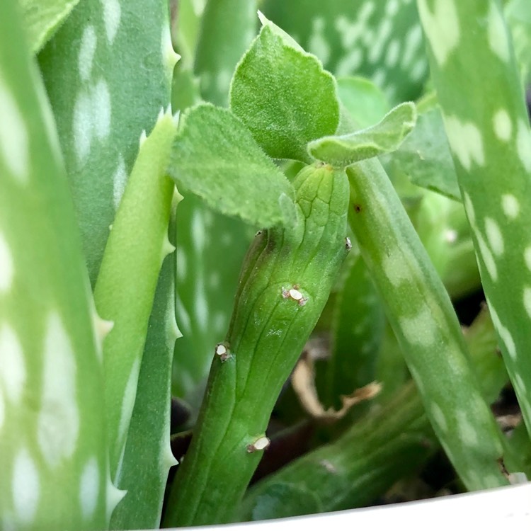 Plant image Euphorbia bisellenbeckii