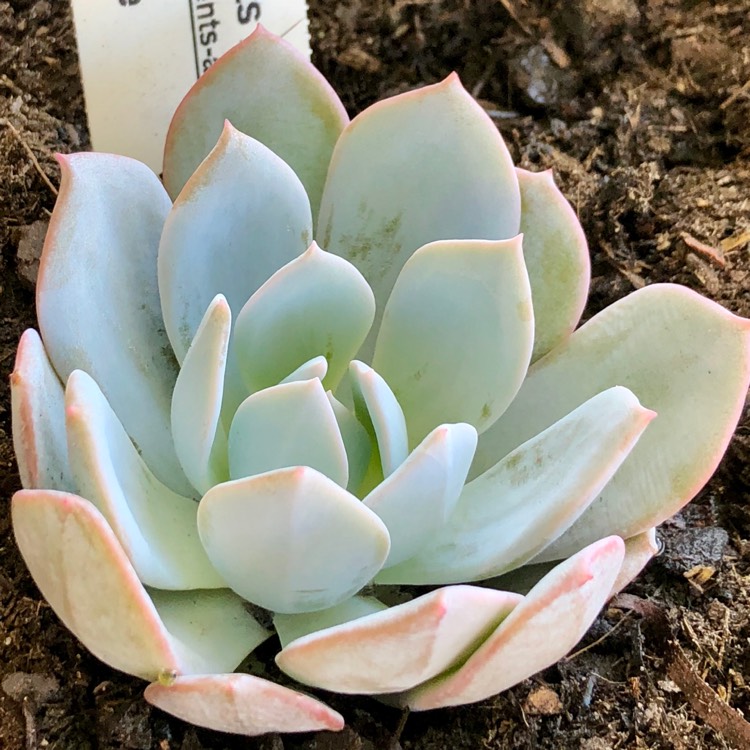 Plant image Echeveria White one