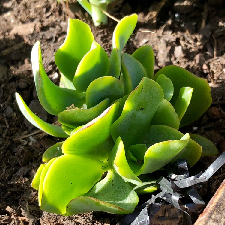 Plant image Crassula 'Blue Waves'