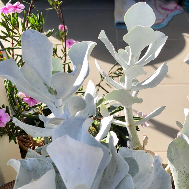 Plant image Cotyledon orbiculata 'Silver Waves'