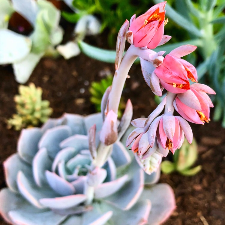 Plant image Echeveria Canadian