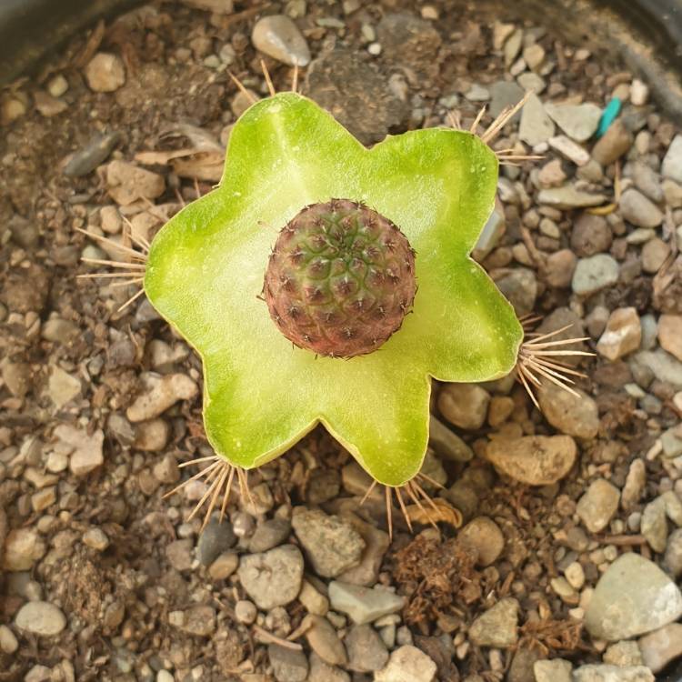 Plant image Cereus fernambucensis 'Lem'