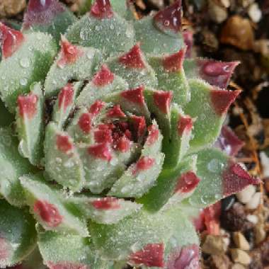 Sempervivum 'Tectorum'