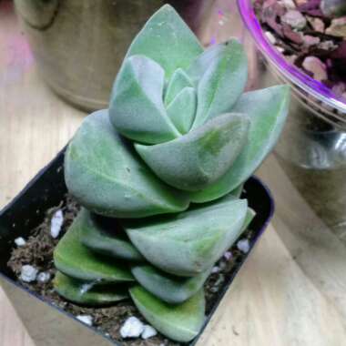 Crassula 'Moonglow'