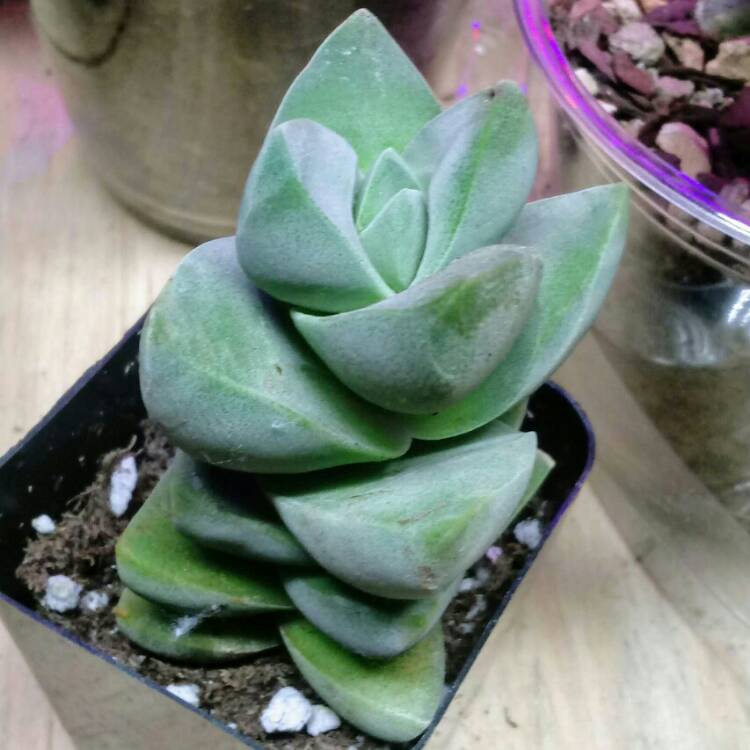 Plant image Crassula 'Moonglow'