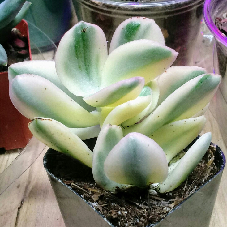 Plant image Crassula ovata 'Tricolor'