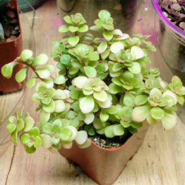 Sedum Makinoi 'Limelight'