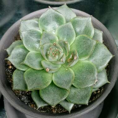 Echeveria Fabiola