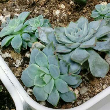 Echeveria Azulita