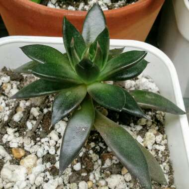 Echeveria Affinis sp.