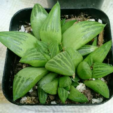 Haworthia retusa