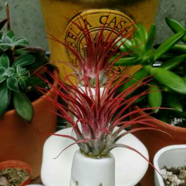 Tillandsia ionantha 'Red'