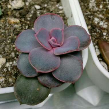 Echeveria Perle Von Nurnberg