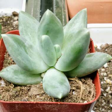 Pachyphytum Moon Silver