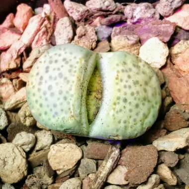 Lithops