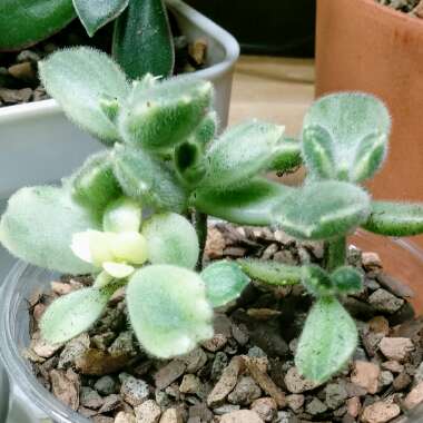 Cotyledon tomentosa Variegata