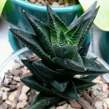 Haworthiopsis coarctata f. greenii syn. Haworthia coarctata f. greenii, Haworthia greenii