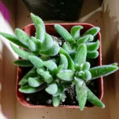 Crassula mesembryanthemoides subsp. mesembryanthemoides