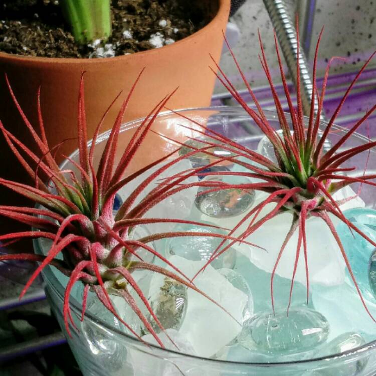 Plant image Tillandsia ionantha 'Red'