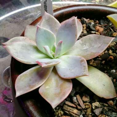 xGraptoveria Douglas Huth