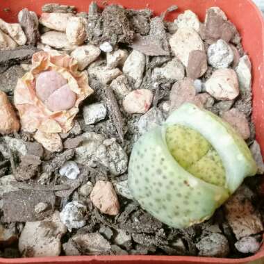 Lithops