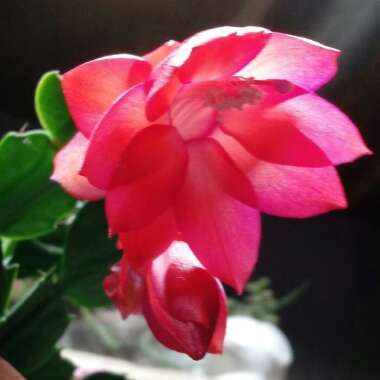 Schlumbergera truncata