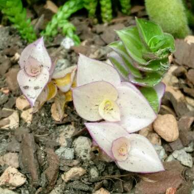 Callisia repens  syn. Tradescantia callisia