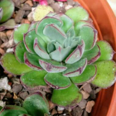 Echeveria Joan Daniel