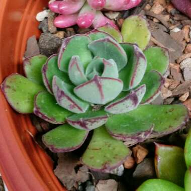 Echeveria Joan Daniel