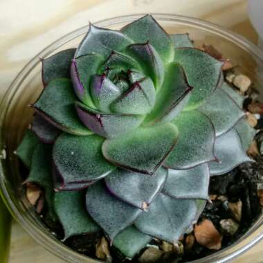 Echeveria Fabiola