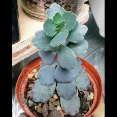 Kalanchoe Fedtschenkoi