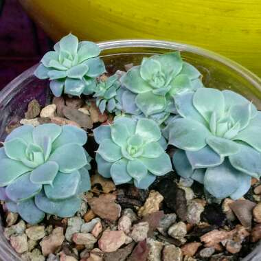 Echeveria Azulita