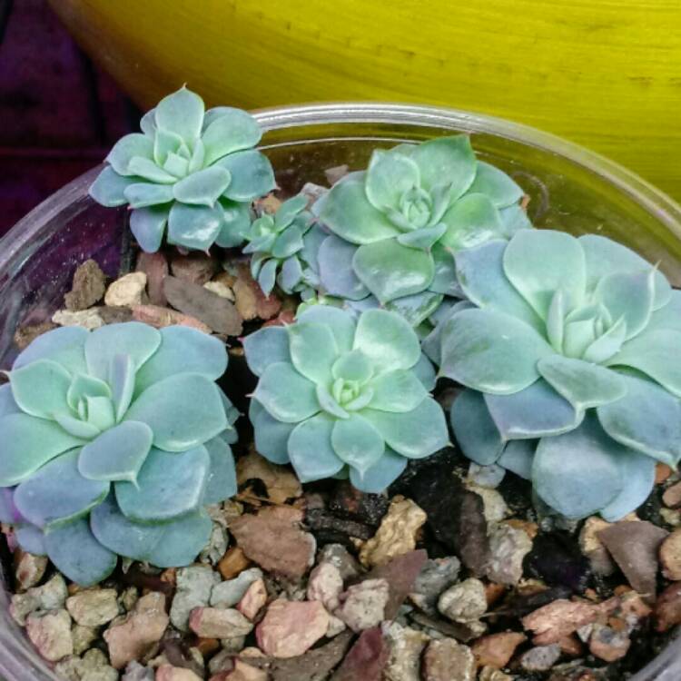 Plant image Echeveria Azulita