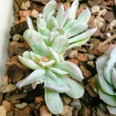 Echeveria Runyonii Topsy Turvy Cristata