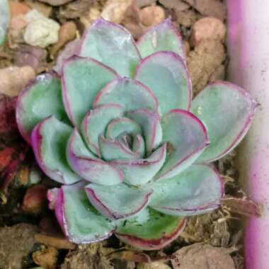 Echeveria Esther