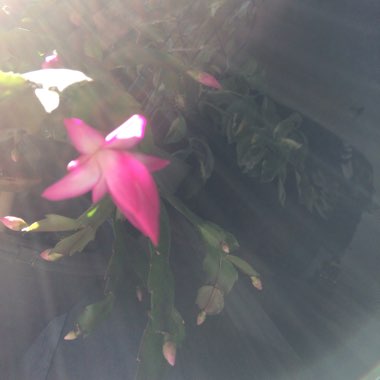 Christmas Cactus