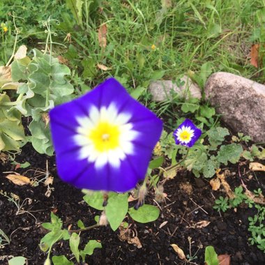 Ipomoea tricolor 'Heavenly Blue'