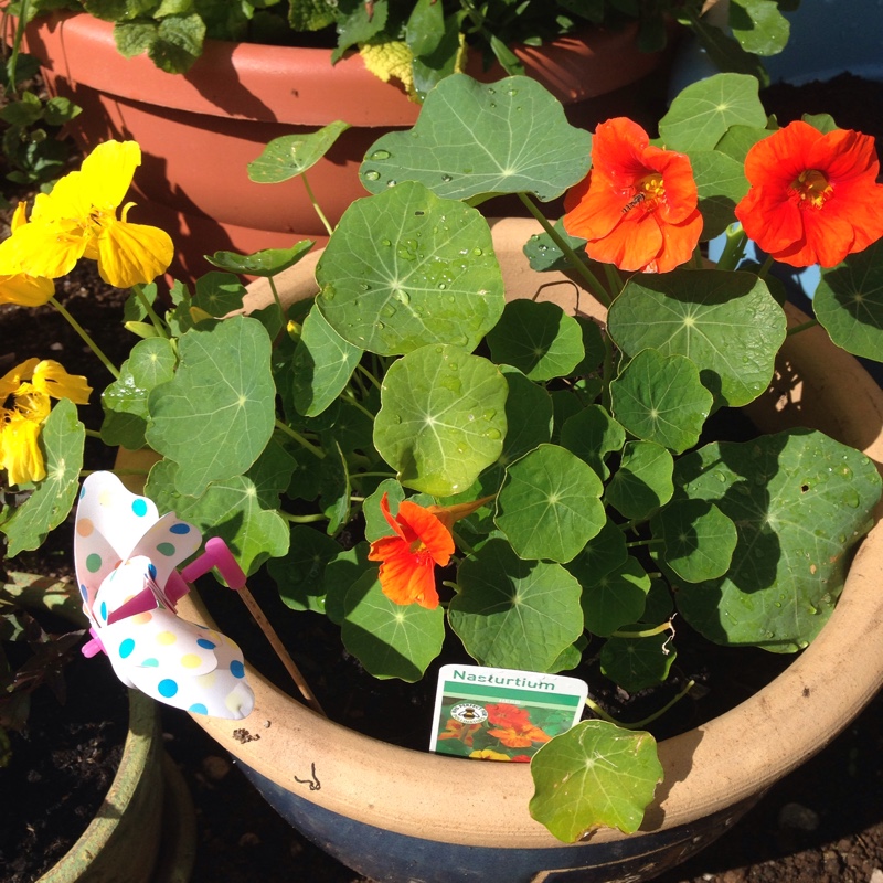 Nasturtium 'Whirlybird Orange'