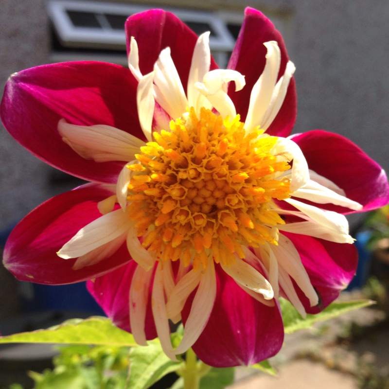 Dahlia 'Goldalia Scarlet' (Collerette)