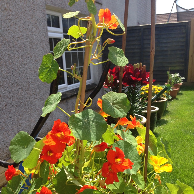 Nasturtium 'Whirlybird Orange'