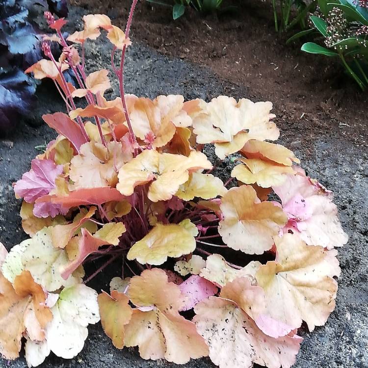 Plant image x Heucherella 'Brass Lantern'