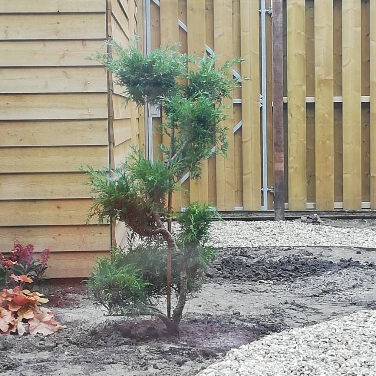 Plant image Juniperus virginiana