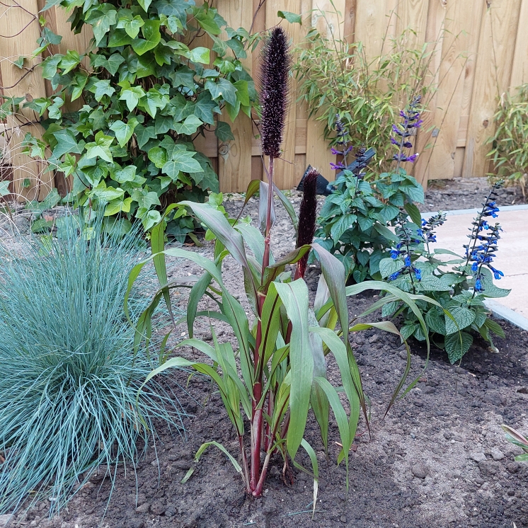 Plant image Pennisetum glaucum 'Purple Baron'