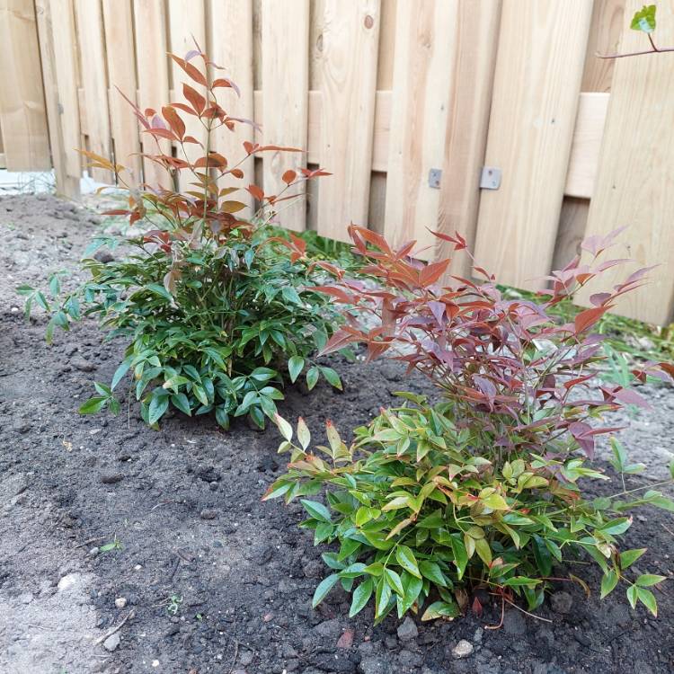 Plant image Nandina domestica 'Obsessed'