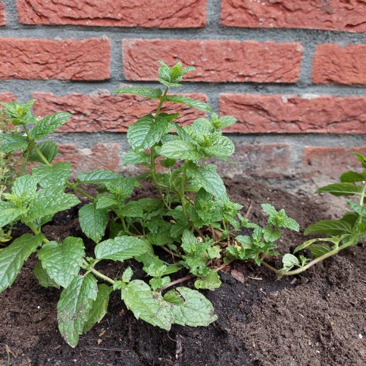 Plant image Mentha spicata var. crispa 'Moroccan'