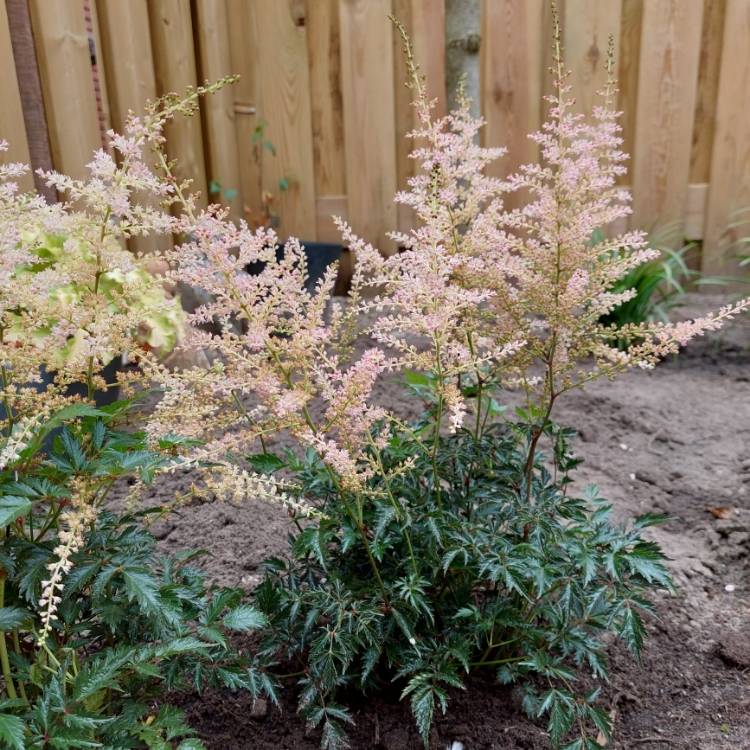 Plant image Astilbe simplicifolia 'Hennie Graafland'