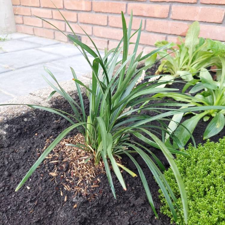 Plant image Liriope muscari 'Moneymaker'