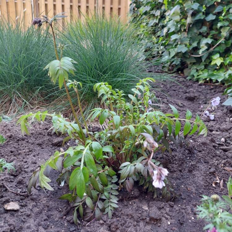 Plant image Polemonium 'Heaven Scent'