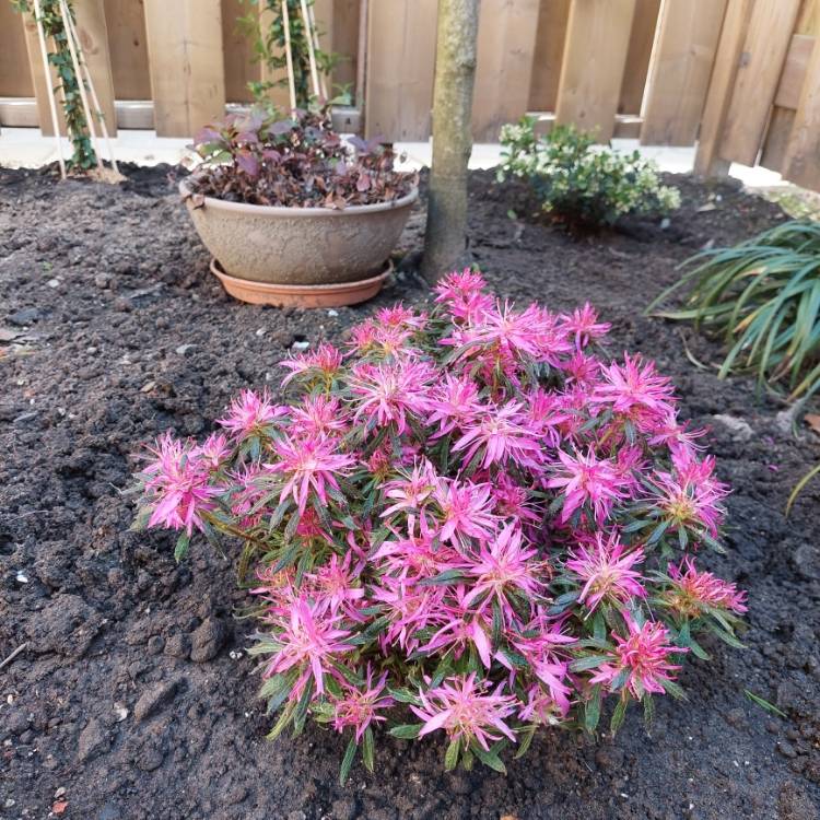 Plant image Rhododendron 'Cecile'